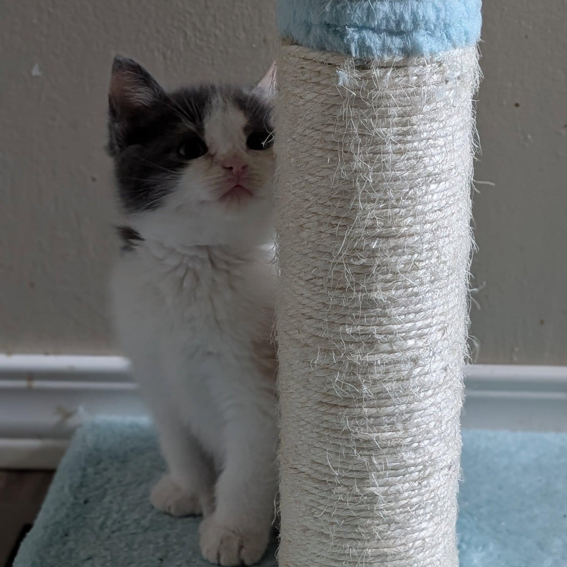 Polly, an adoptable Calico, Manx in Libby, MT, 59923 | Photo Image 3