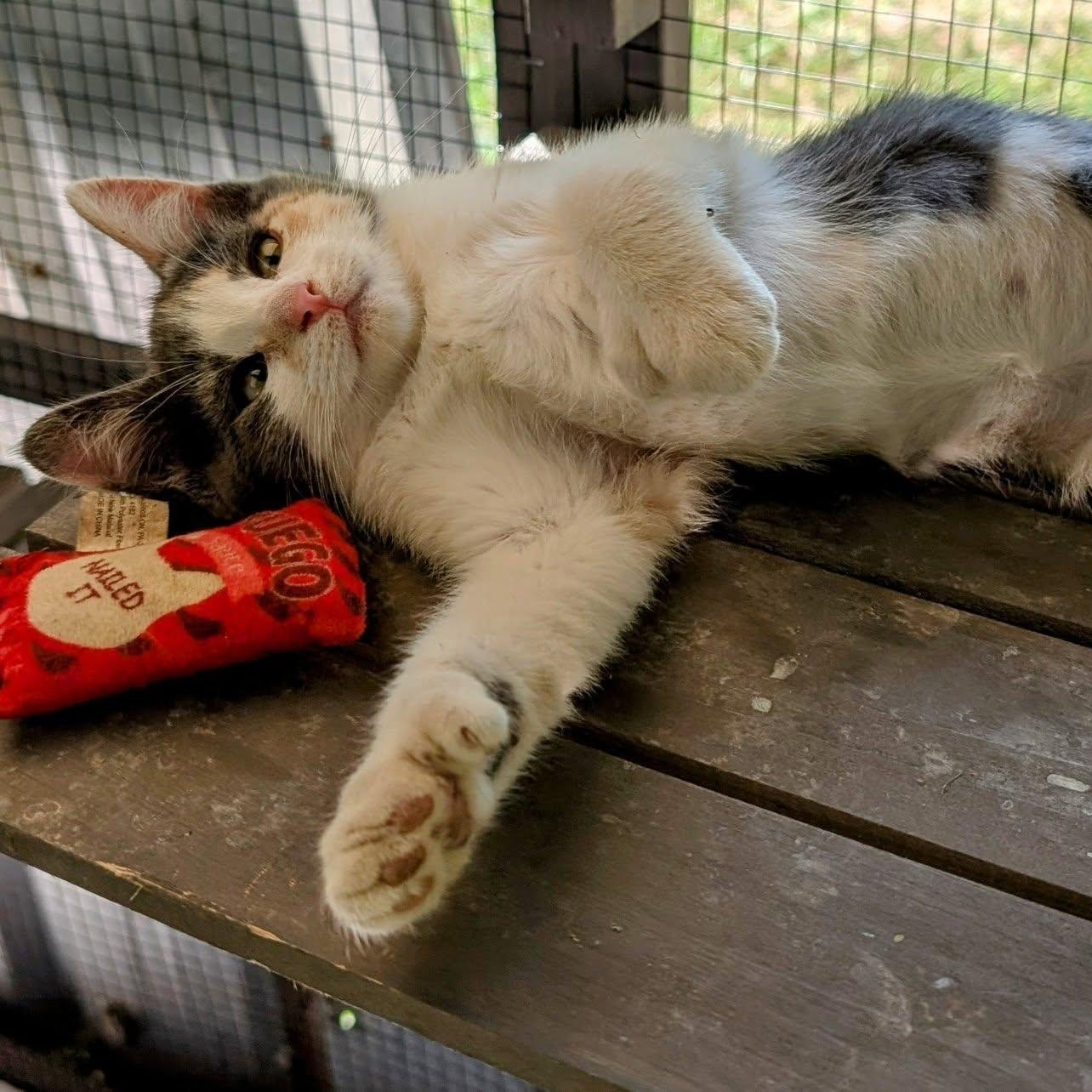 Polly, an adoptable Manx, Dilute Calico in Libby, MT, 59923 | Photo Image 2