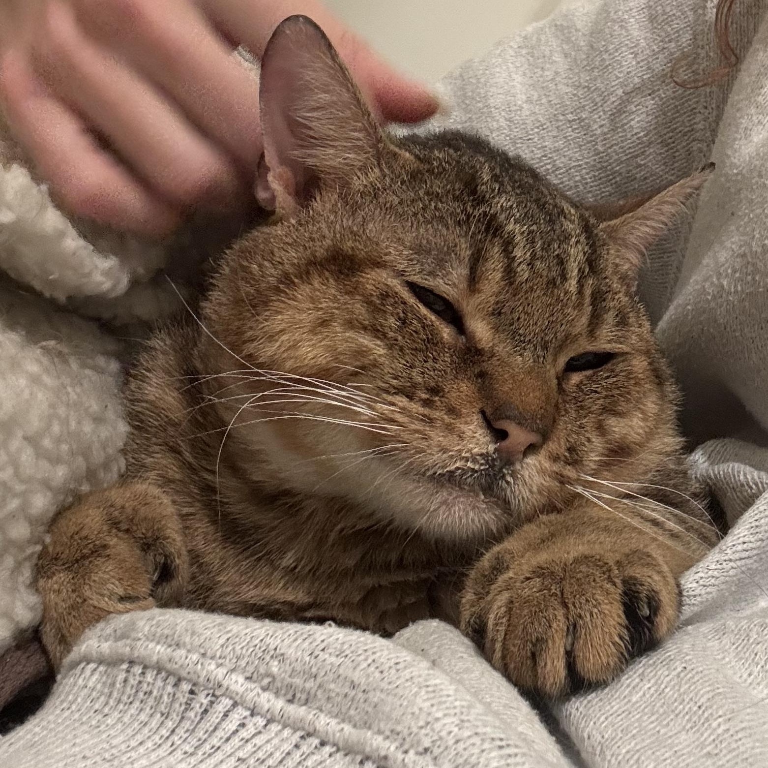 Neufie — thumbnail 4