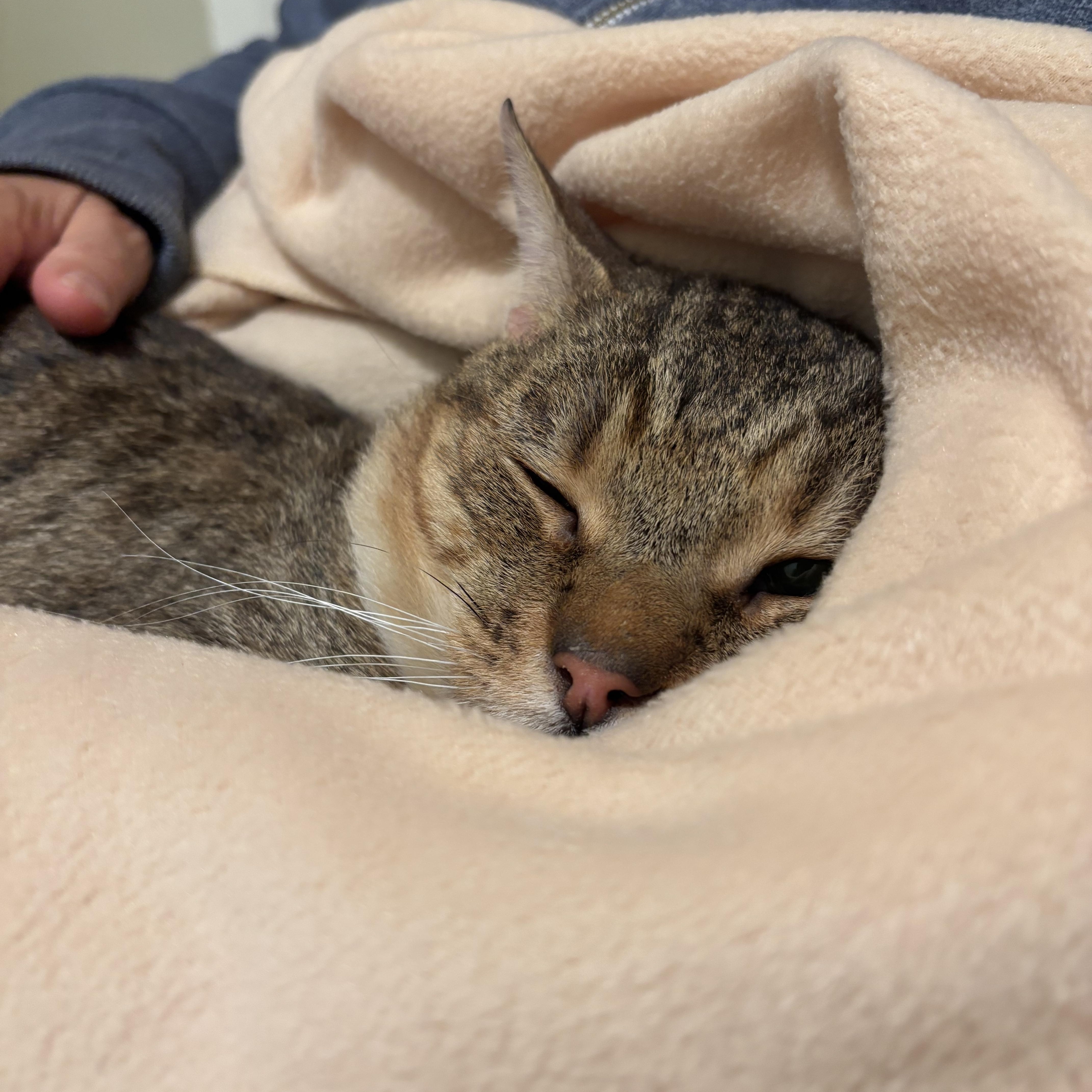 Neufie — thumbnail 5