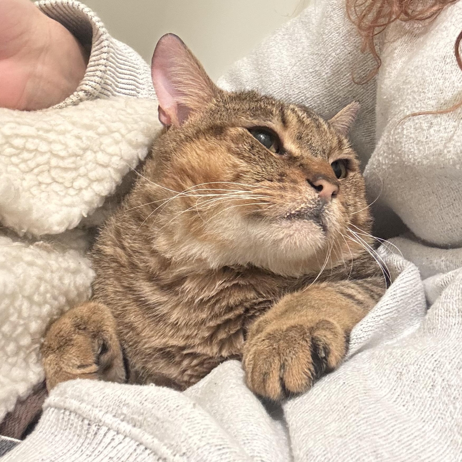 Neufie — thumbnail 6