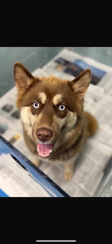Scarlet, Adoptable, Young Female Husky.