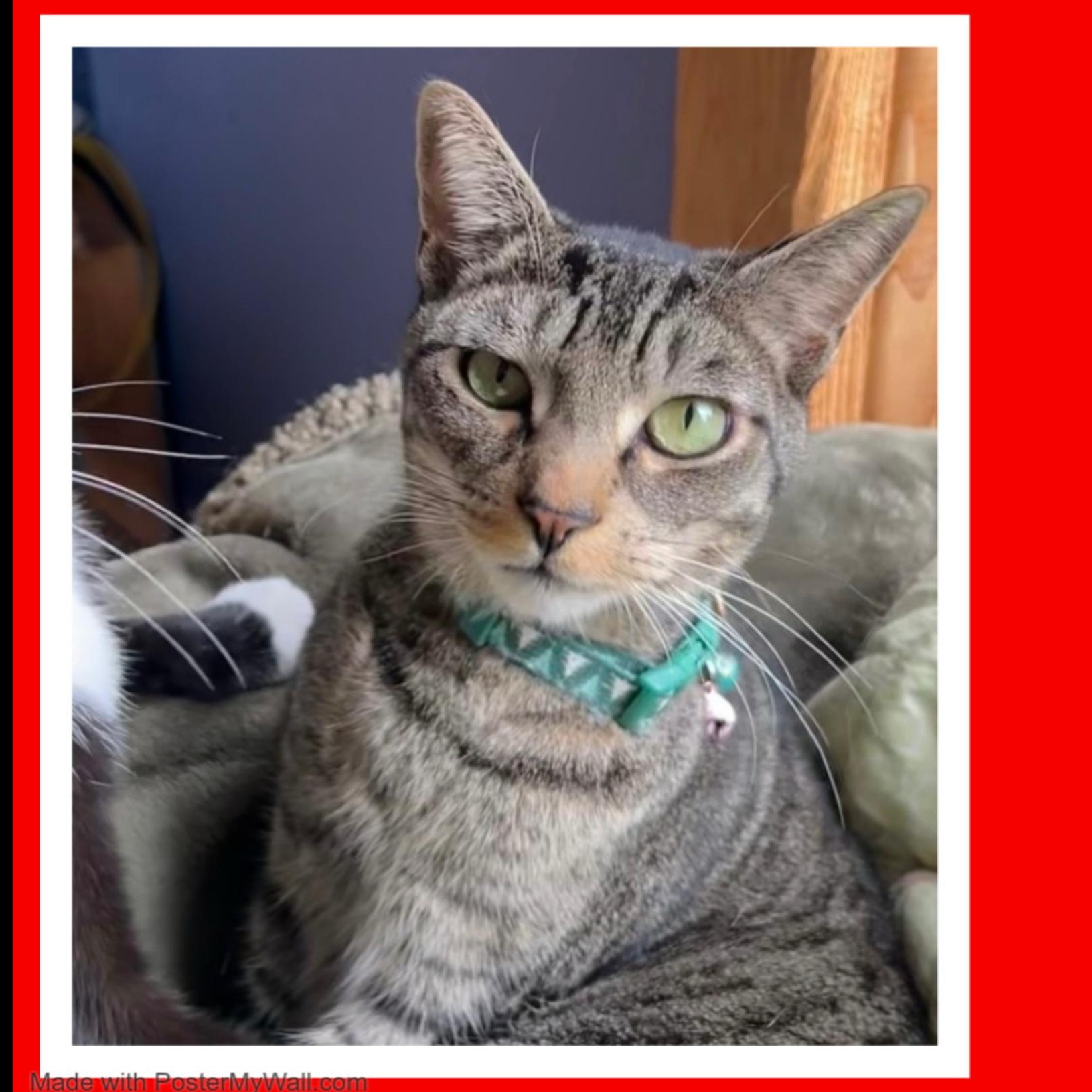 Enlarge Lakota & Maverick (Bonded Boys), a Adoptable mixed breed in Tualatin, OR image 6/6