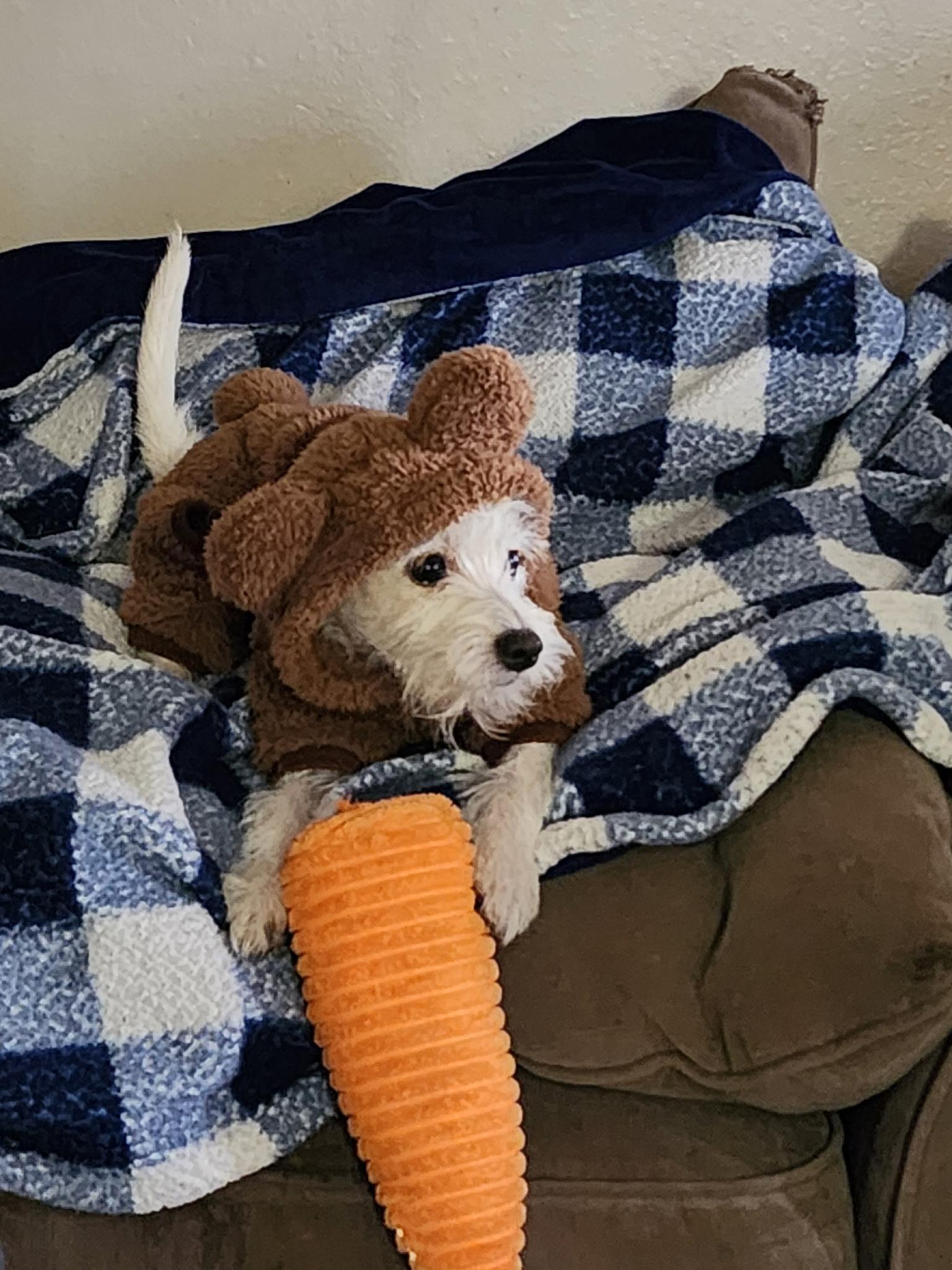 Daisy, a Adoptable mixed breed in Salem, OR image 2/6