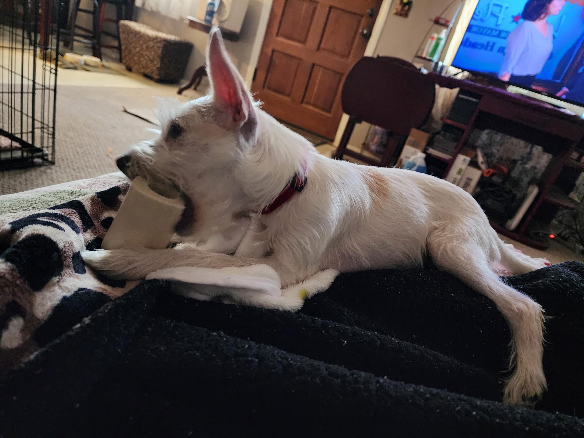 Daisy, a Adoptable mixed breed in Salem, OR image 5/6