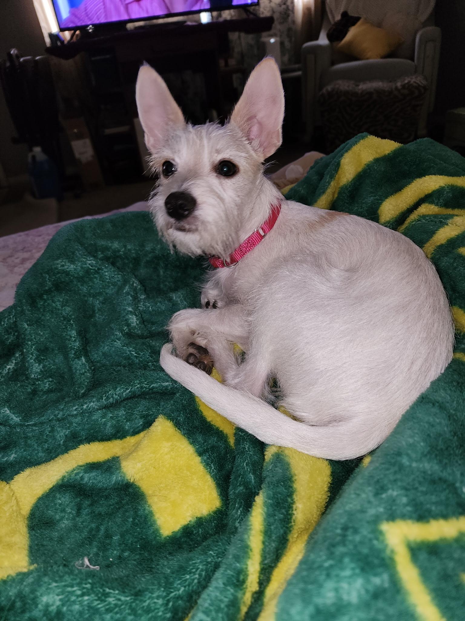 Daisy, a Adoptable mixed breed in Salem, OR image 3/6