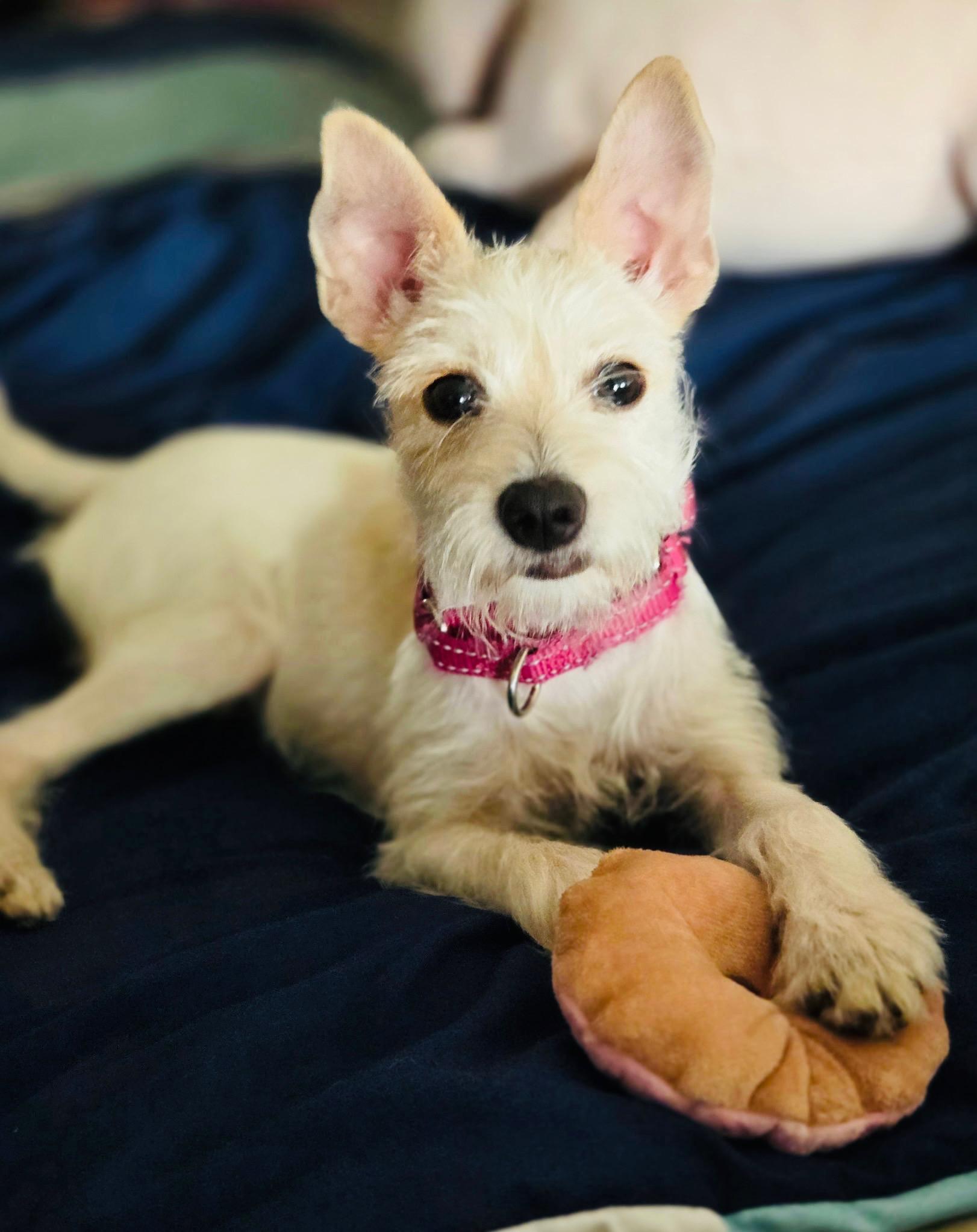 Daisy, a Adoptable mixed breed in Salem, OR image 1/6