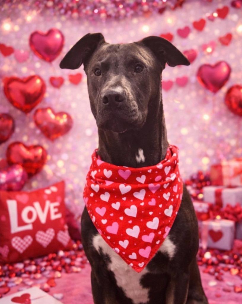 Enlarge Sam, a Adoptable mixed breed in Grants Pass, OR image 1/6