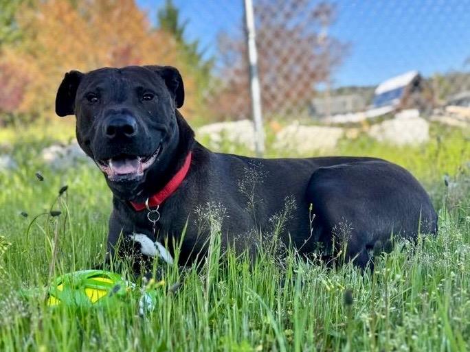 Enlarge Sam, a Adoptable mixed breed in Grants Pass, OR image 2/6
