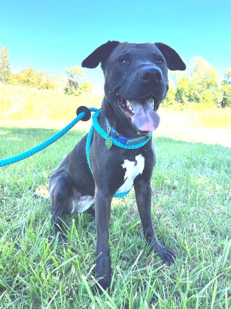 Sam, a Adoptable mixed breed in Grants Pass, OR image 2/6