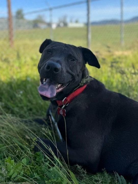 Enlarge Sam, a Adoptable mixed breed in Grants Pass, OR image 3/6