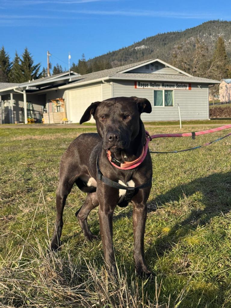 Sam, Adoptable, Adult Female Mastiff & Akita.