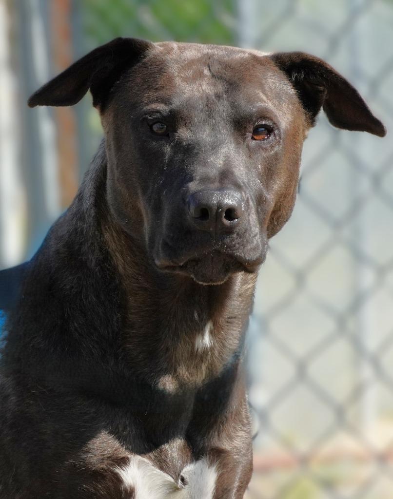 Sam, a Adoptable mixed breed in Grants Pass, OR image 2/6