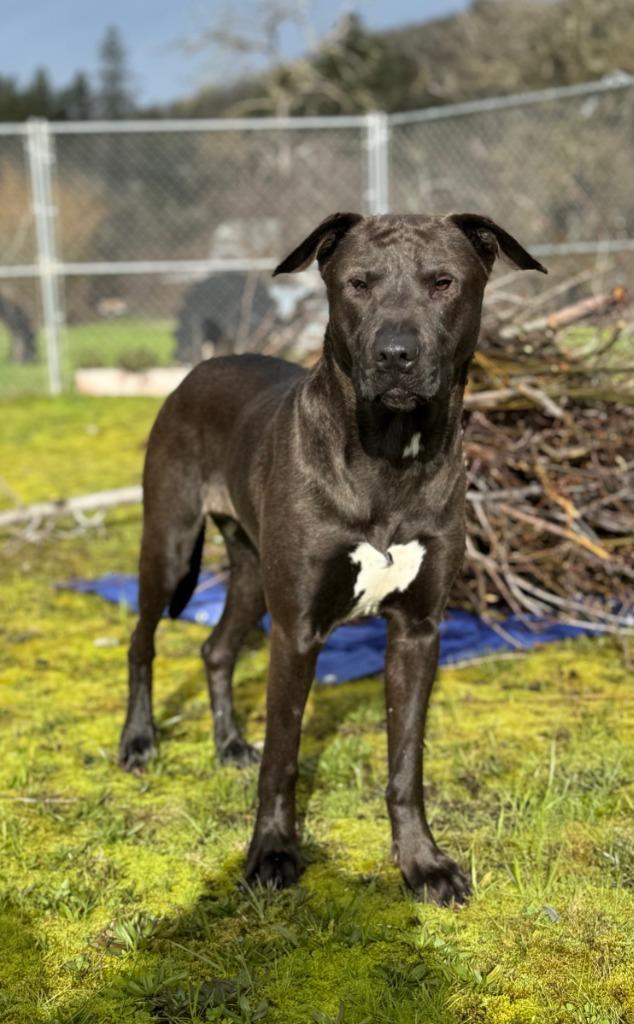 Sam, a Adoptable mixed breed in Grants Pass, OR image 3/6