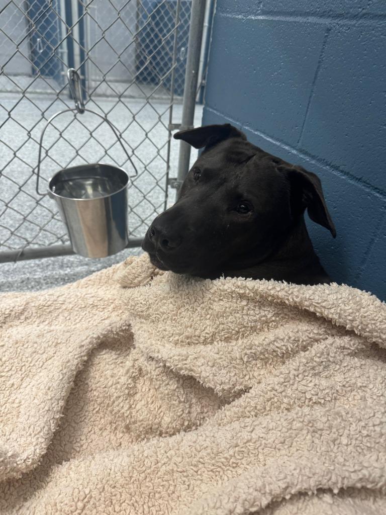 Sam, a Adoptable mixed breed in Grants Pass, OR image 4/6