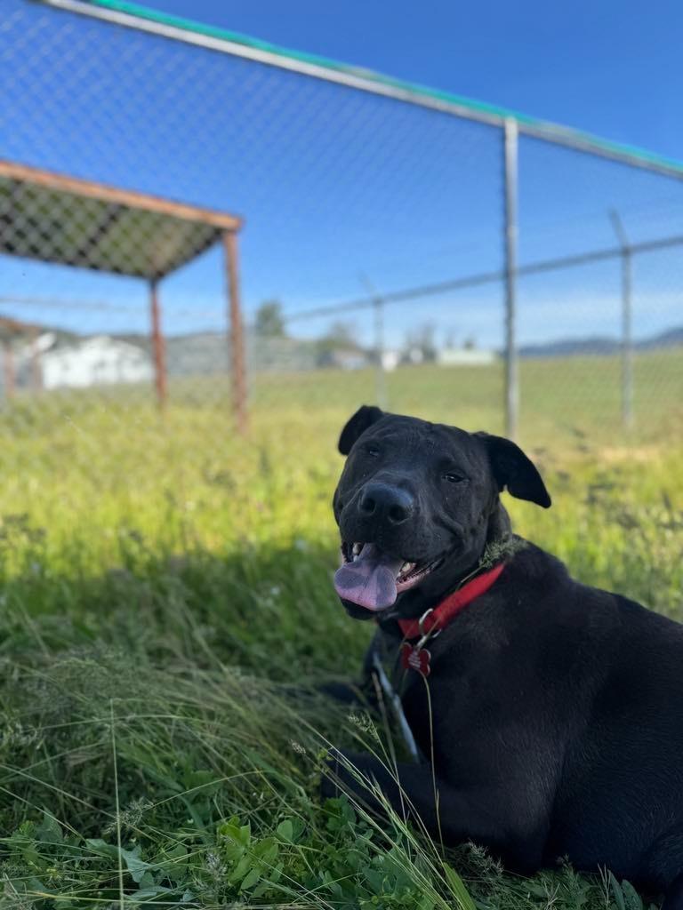 Enlarge Sam, a Adoptable mixed breed in Grants Pass, OR image 5/6