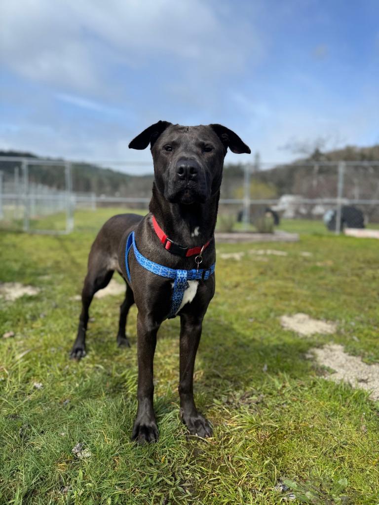 Sam, a Adoptable mixed breed in Grants Pass, OR image 5/6