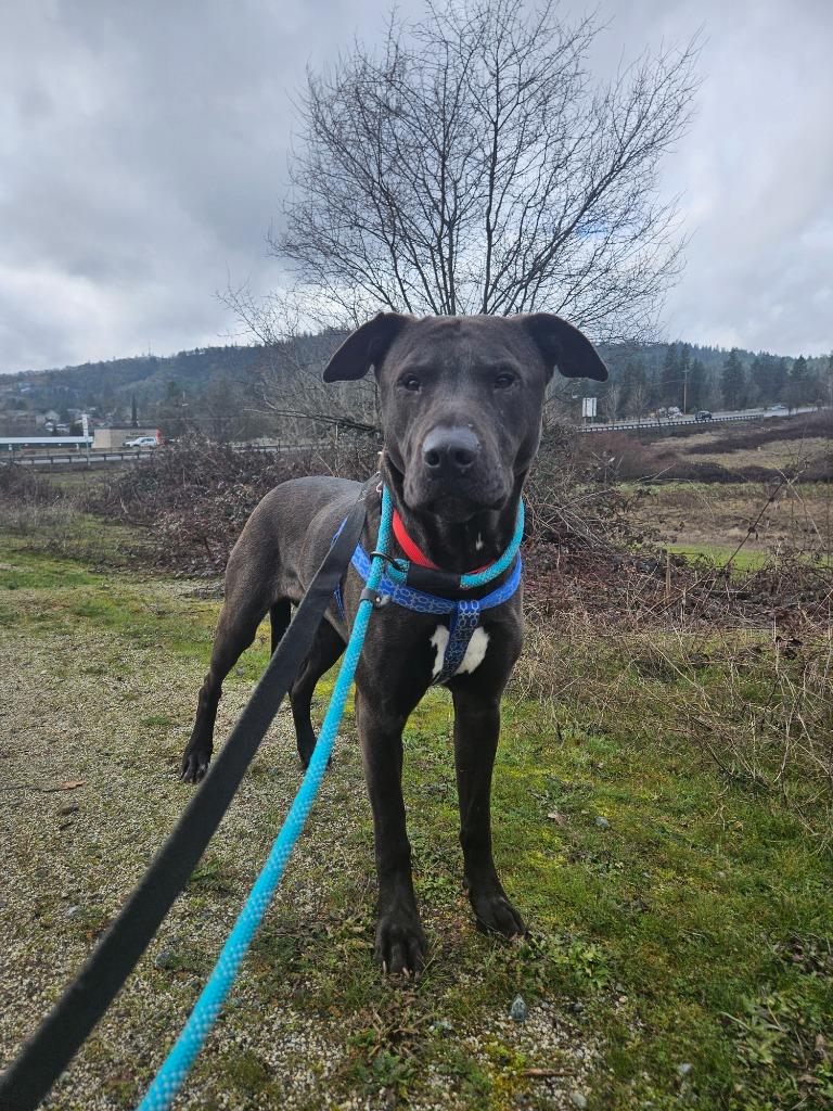 Sam, a Adoptable mixed breed in Grants Pass, OR image 6/6