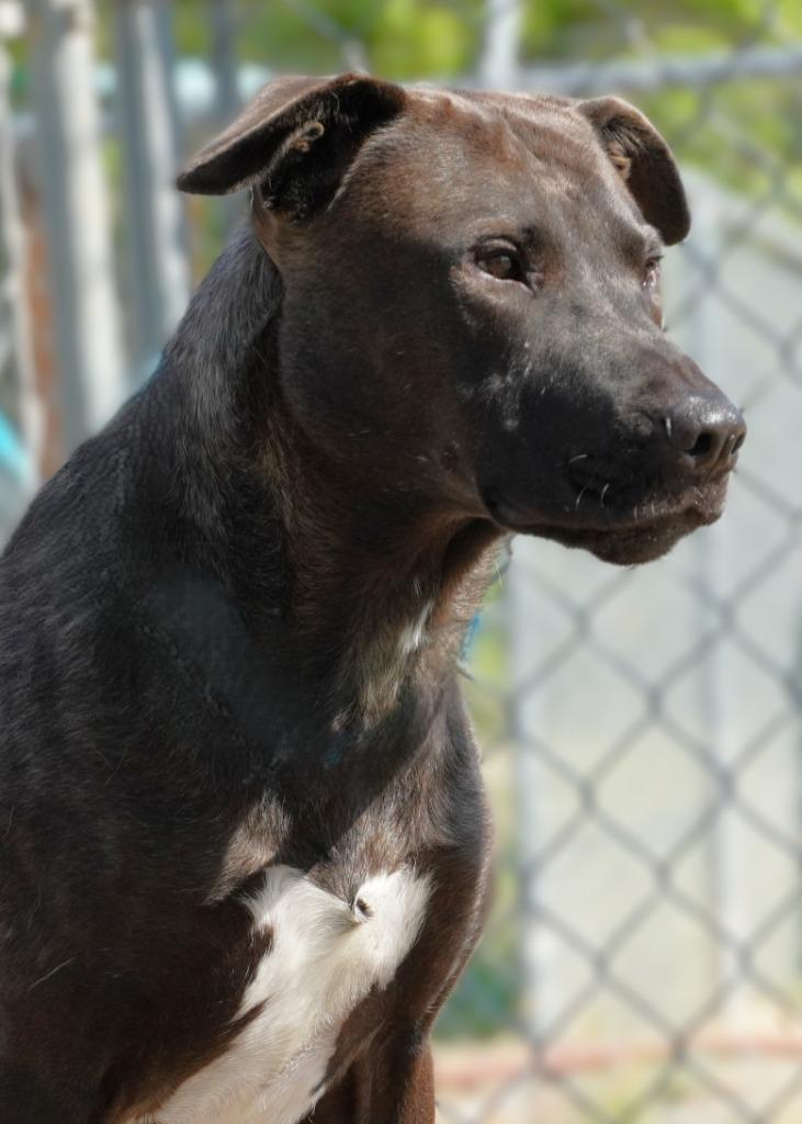 Enlarge Sam, a Adoptable mixed breed in Grants Pass, OR image 6/6