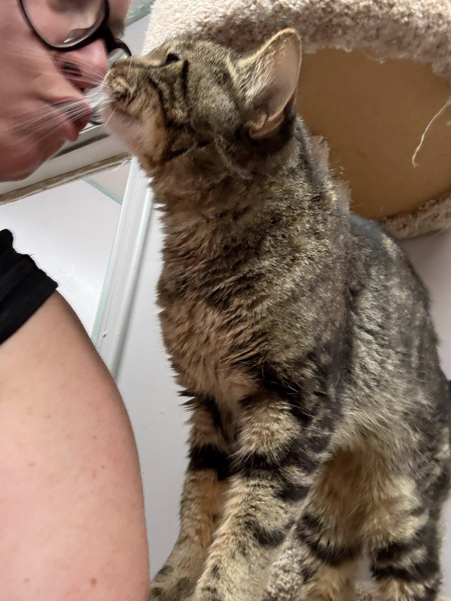 Enlarge Salvatore, a Adoptable Domestic Short Hair in Indianapolis, IN image 2/5