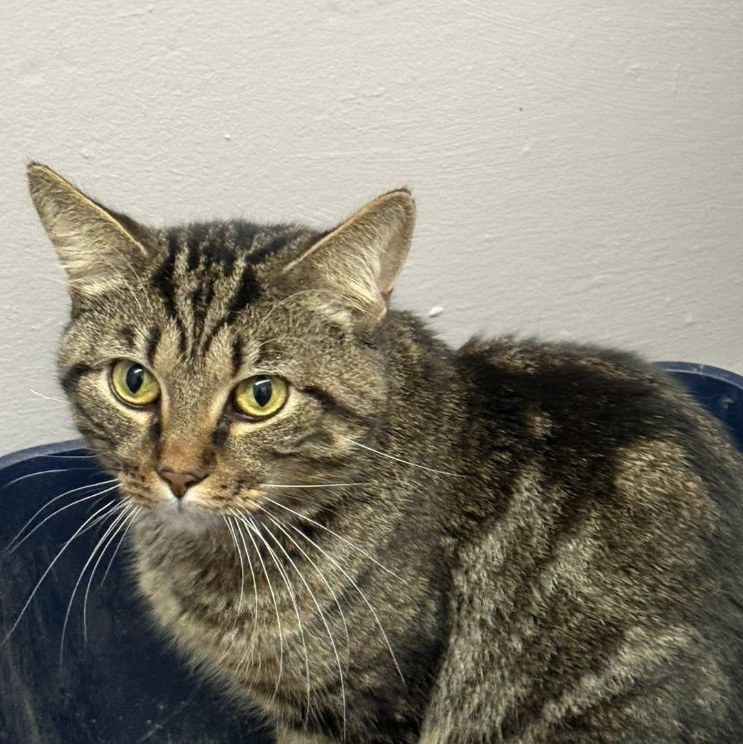 Salvatore, Adoptable, Adult Male Domestic Short Hair.
