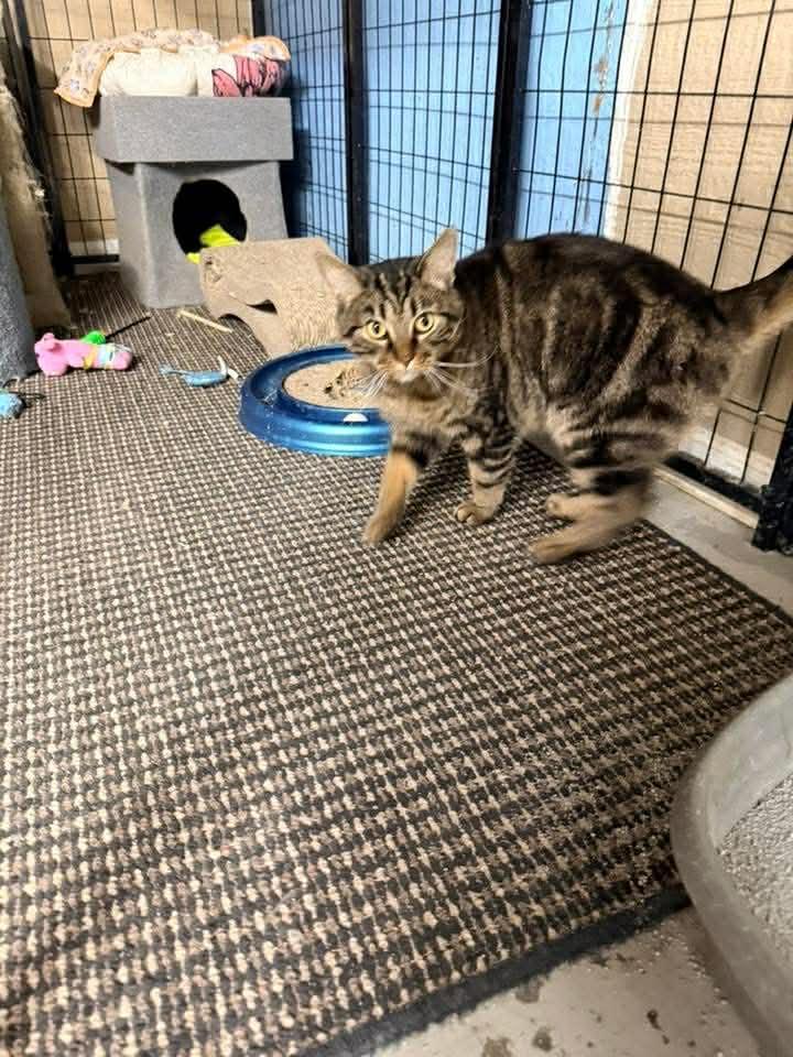 Salvatore — thumbnail 3