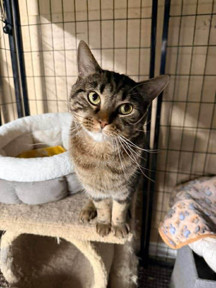 Enlarge Salvatore, a Adoptable Domestic Short Hair in Indianapolis, IN image 5/5