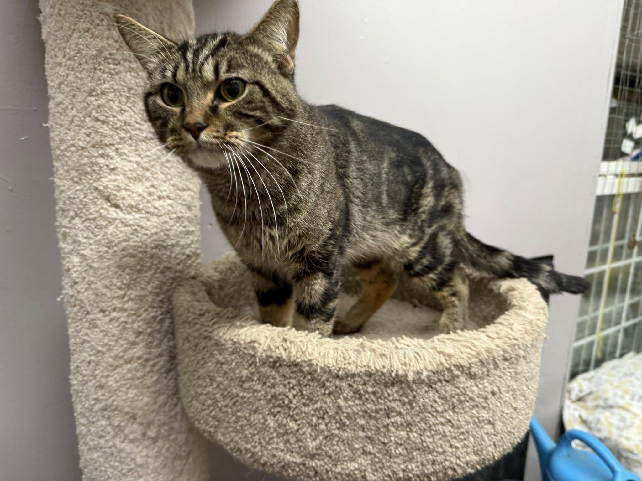 Enlarge Salvatore, a Adoptable Domestic Short Hair in Indianapolis, IN image 3/5