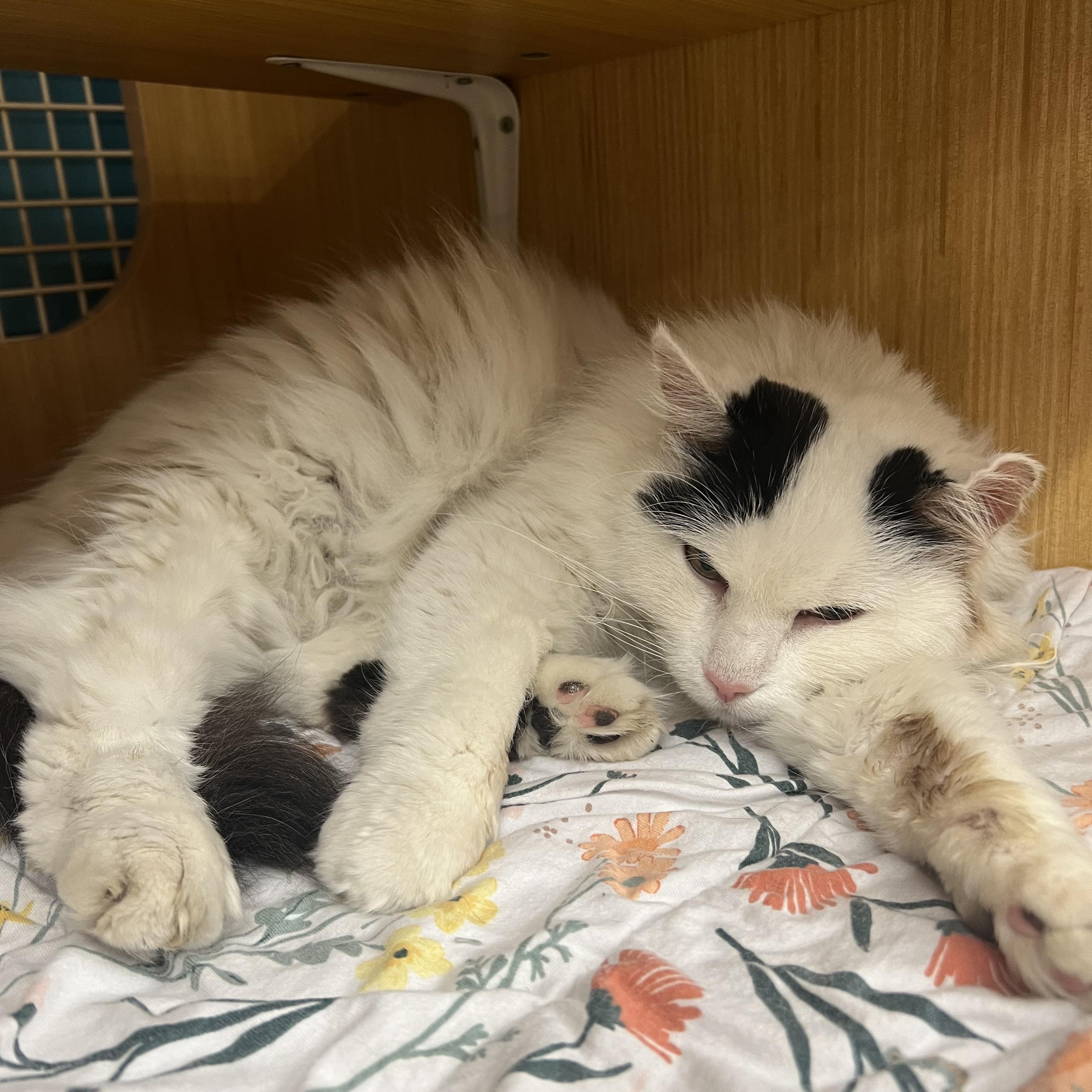 Khloe, ADOPTABLE, Adult Female Domestic Medium Hair.