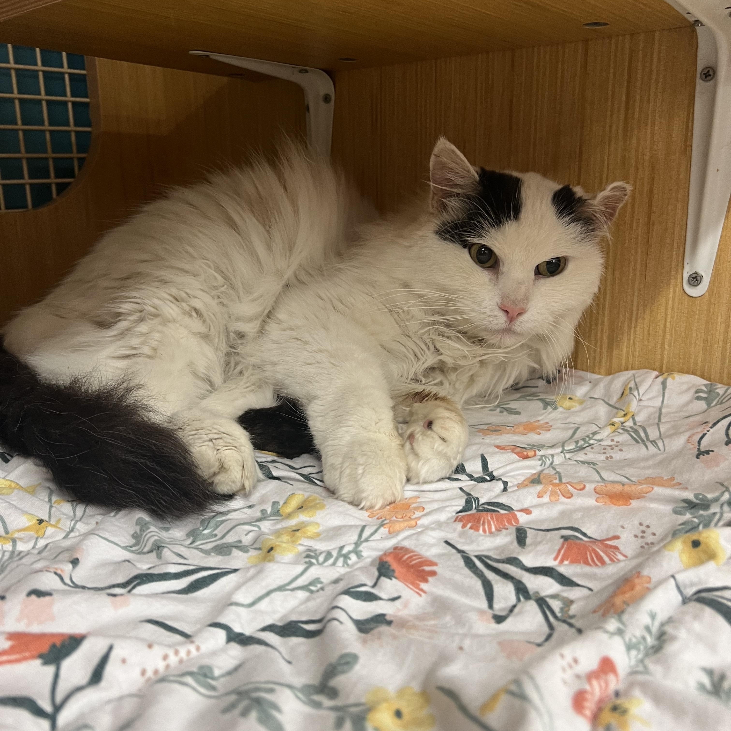 Khloe, a ADOPTABLE Domestic Medium Hair in Manhattan, KS image 2/2