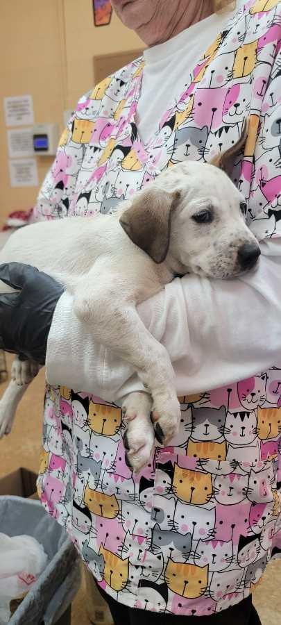 Enlarge Freckles, a Adopted mixed breed in Orangeburg, SC image 1/2
