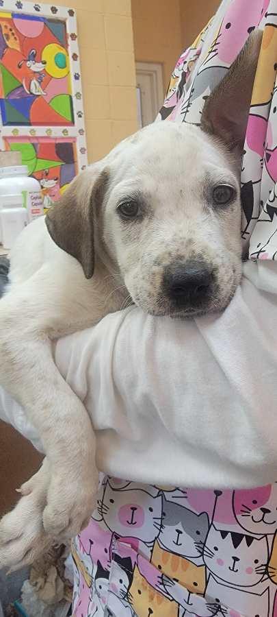 Enlarge Freckles, a Adopted mixed breed in Orangeburg, SC image 2/2