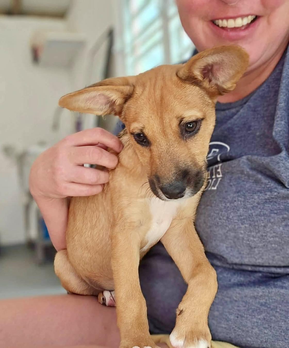 Enlarge Tails, an adopted mixed breed in ISABELA, PR image 5/6