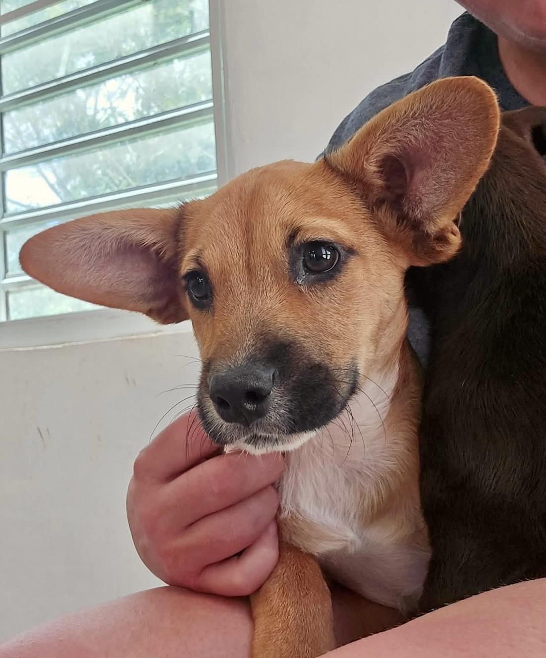 Enlarge Tails, an adopted mixed breed in ISABELA, PR image 2/6