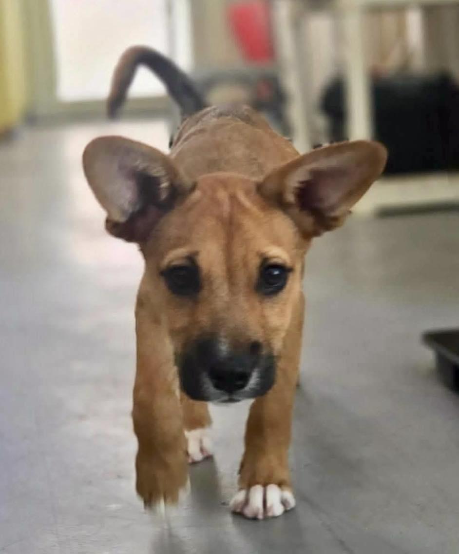 Enlarge Tails, an adopted mixed breed in ISABELA, PR image 3/6
