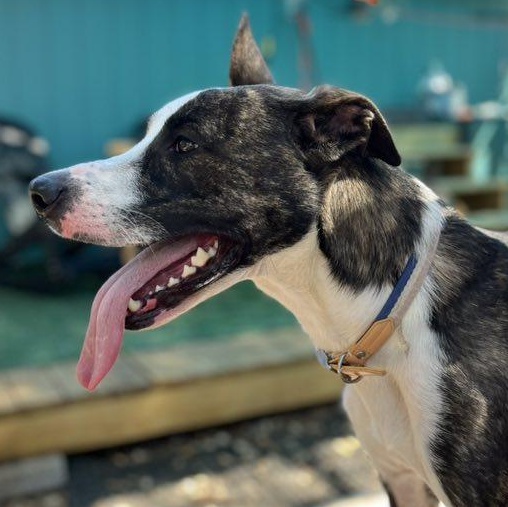 Izzy, a Adoptable mixed breed in Georgetown, TX image 1/5