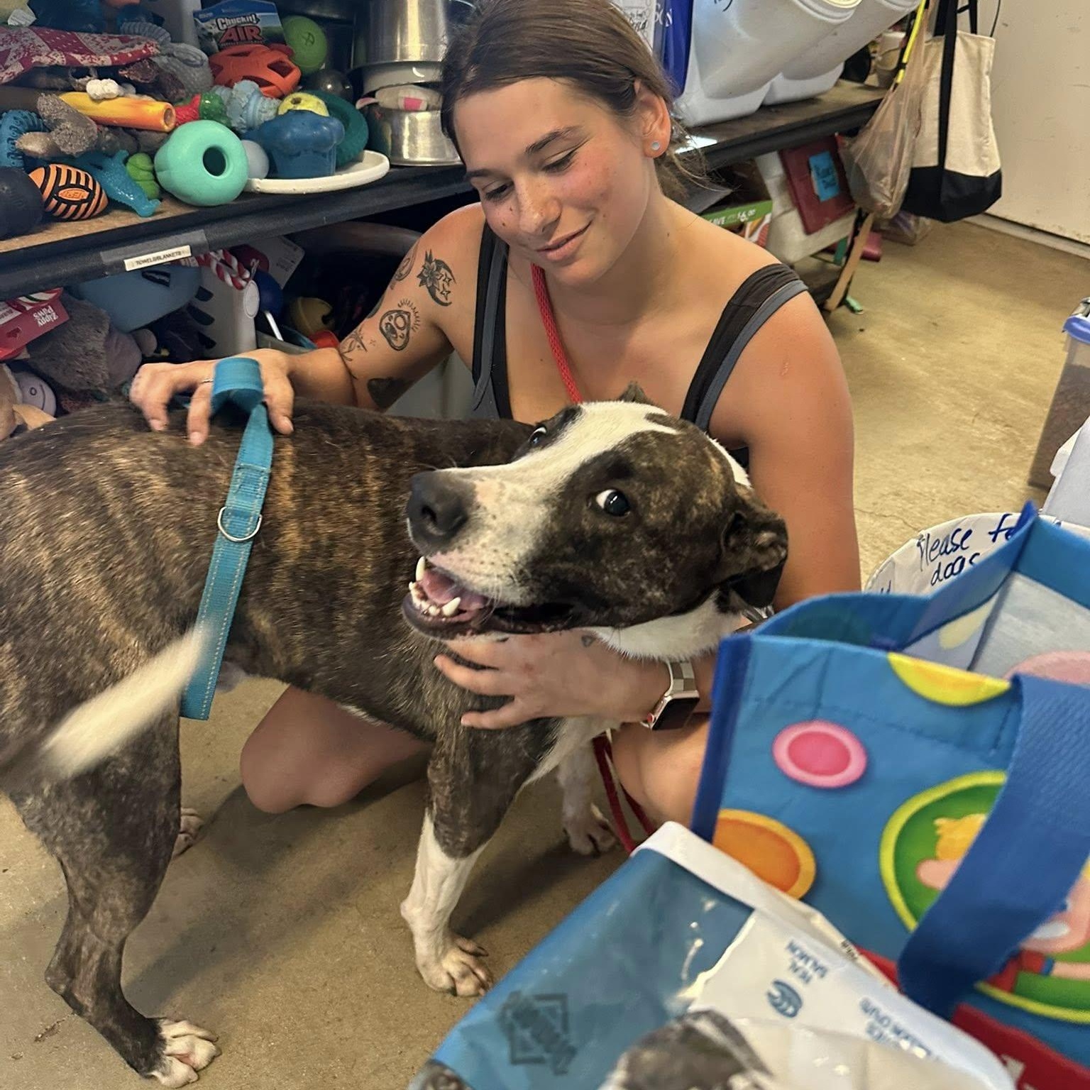 Izzy, a Adoptable mixed breed in Georgetown, TX image 2/5