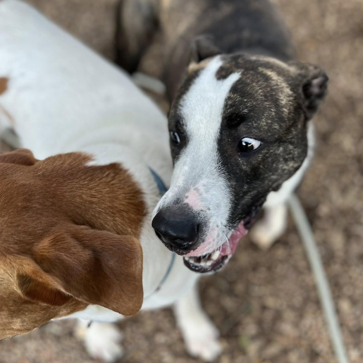 Izzy, a Adoptable mixed breed in Georgetown, TX image 3/5