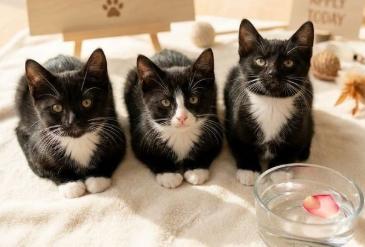 Enlarge July, Julia, and Jul, a Adoptable American Shorthair in Union City, NJ image 2/6