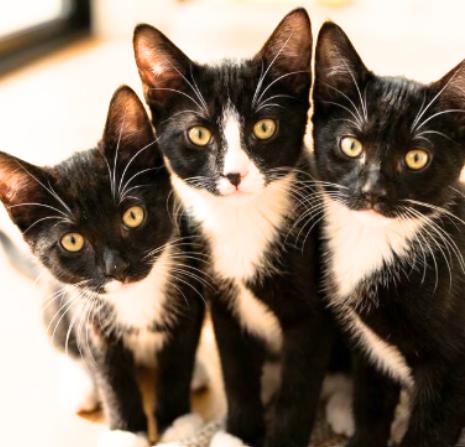 July, Julia, and Jul, Adoptable, Kitten Female American Shorthair.