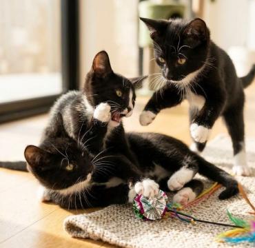 Enlarge July, Julia, and Jul, a Adoptable American Shorthair in Union City, NJ image 5/6
