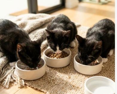 Enlarge July, Julia, and Jul, a Adoptable American Shorthair in Union City, NJ image 3/6