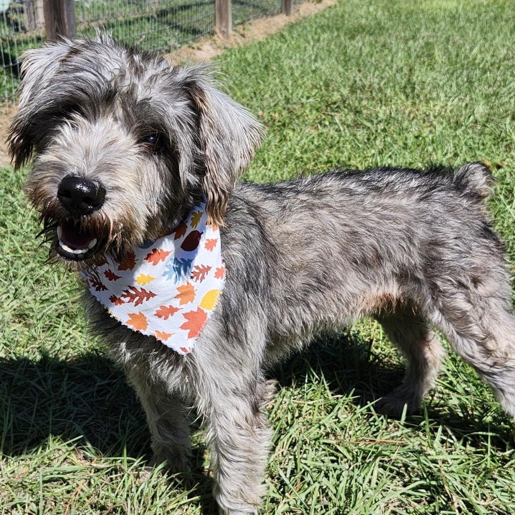 Scheana Dustie Chai thumbnail 2