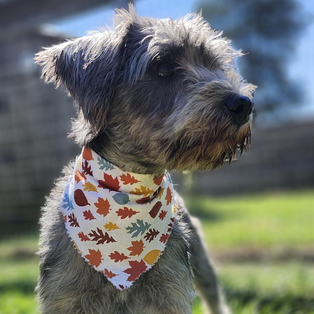 Scheana Dustie Chai thumbnail 3