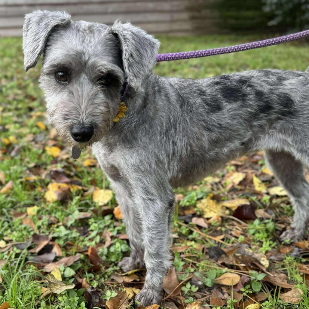 Scheana Dustie Chai thumbnail 4