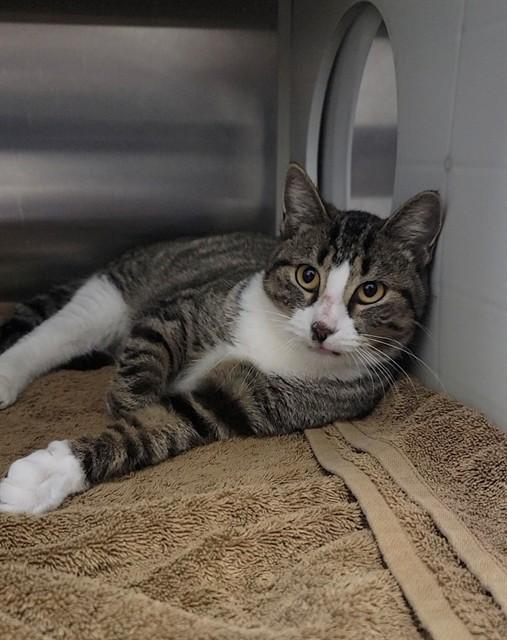 PURRMIONE, Adoptable, Young Female Domestic Short Hair.