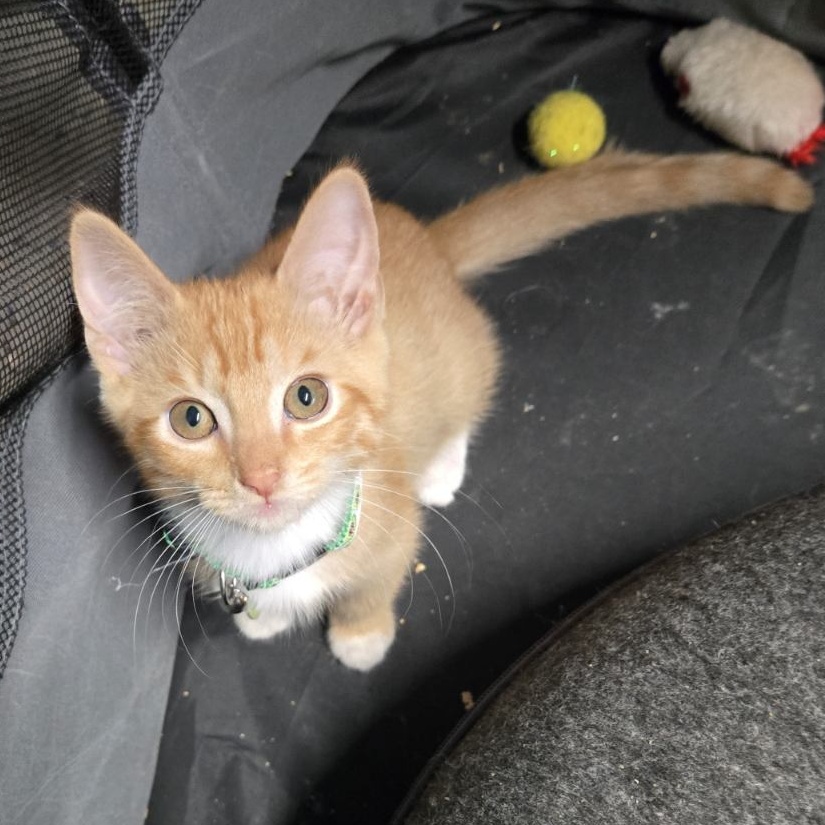 Cat for adoption Yoda, a Domestic Short Hair in Duluth, GA Petfinder