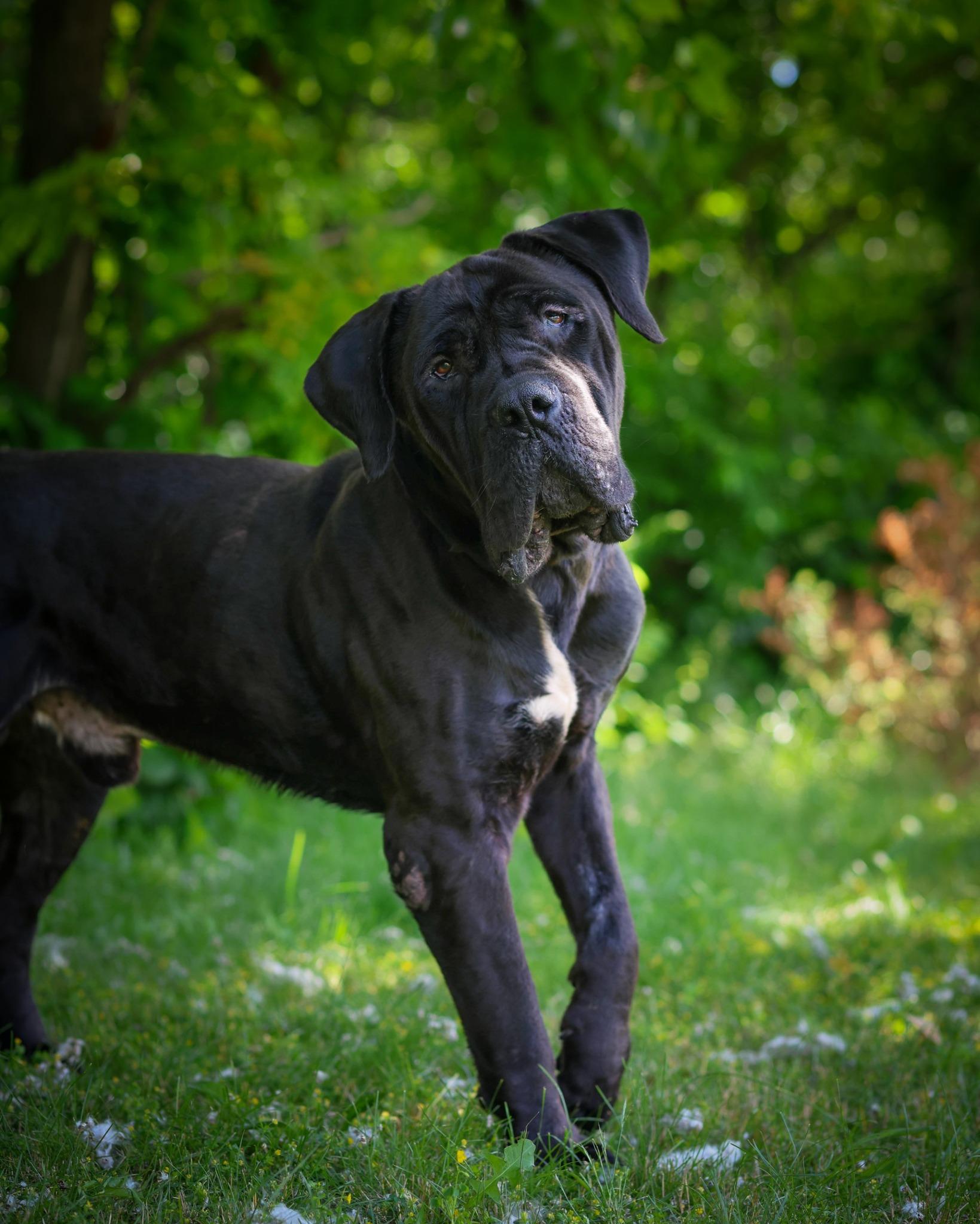 Enlarge Beethoven, an adopted mixed breed in Bridgeport, CT image 1/1