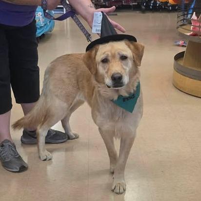 Enlarge Stormy, a Adoptable mixed breed in Amarillo, TX image 5/5