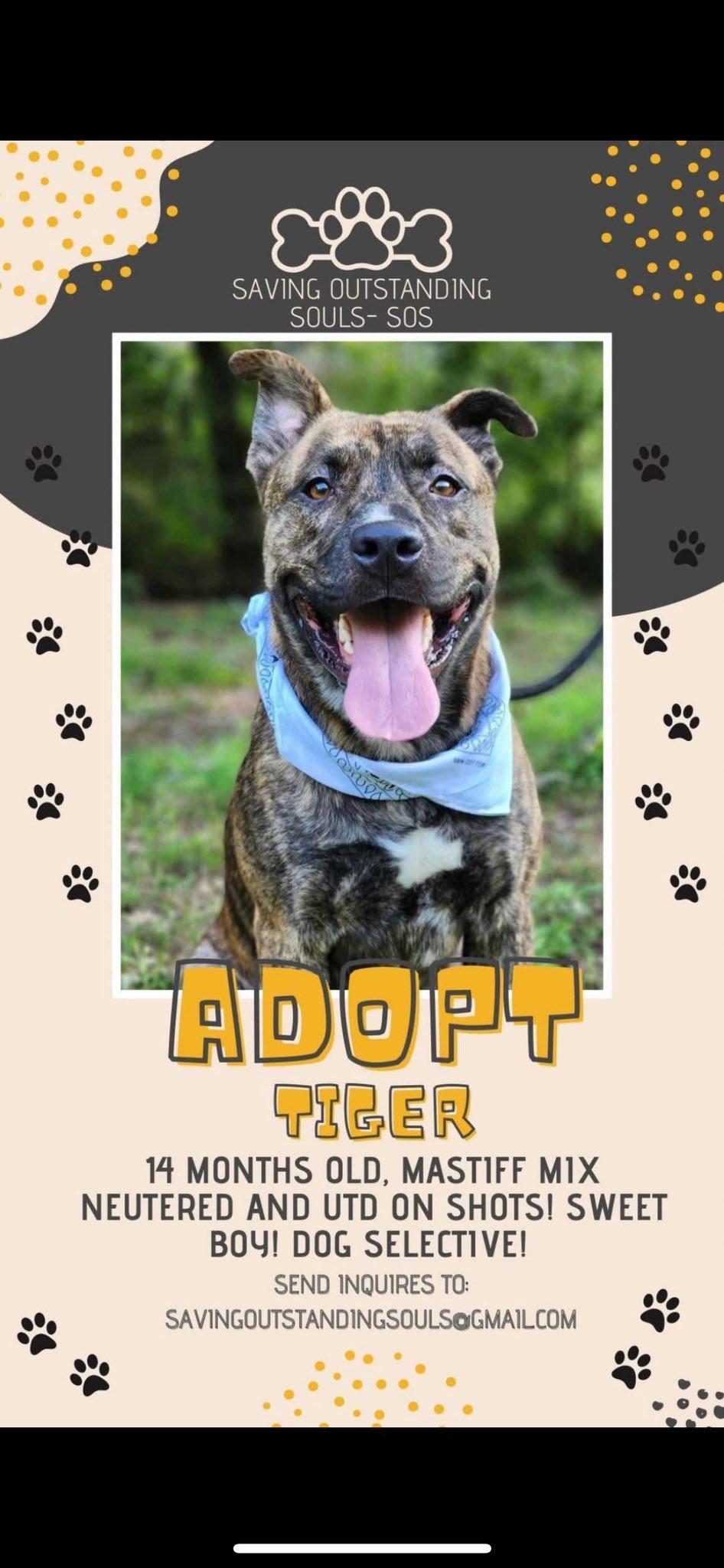 TIGER - SOS RESCUE, Adoptable, Young Male Mastiff.
